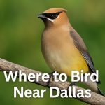 Where to Bird Near Dallas, Texas - Texas Birder locations. Bird IDs,