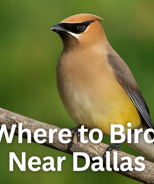 Where to Bird Near Dallas: Top Spots for Urban Birders and Wild Escapes