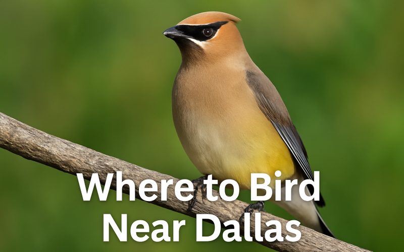 Where to Bird Near Dallas: Top Spots for Urban Birders and Wild Escapes
