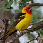 Western Tanager at Davis Mountains State Park Birding with Texas Birder