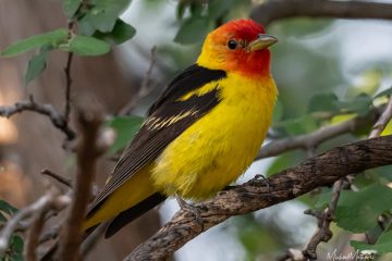 Birding at Davis Mountains State Park in August: Cool Nights, Hot Days, and Surprising Birds
