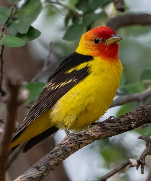 Birding at Davis Mountains State Park in August: Cool Nights, Hot Days, and Surprising Birds