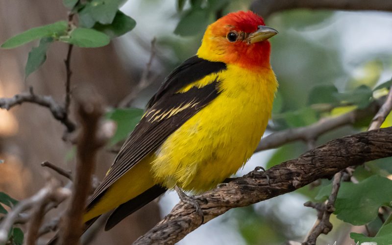 Birding at Davis Mountains State Park in August: Cool Nights, Hot Days, and Surprising Birds