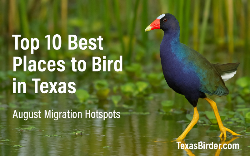 Best Places to Bird in Texas During August; TexasBirder.com