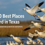 Best Places to Bird in Texas During December; Texas Birder