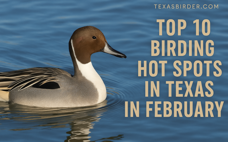 Best Places to Bird in Texas During Febuary; TexasBirder.com
