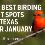 Best Places to Bird in Texas During January; TexasBirder.com
