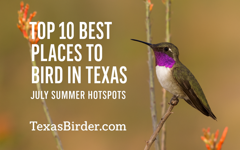 Best Places to Bird in Texas During July; TexasBirder.com