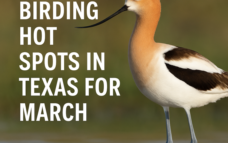 Best Places to Bird in Texas During March; TexasBirder.com