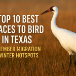 Best Places to Bird in Texas in November: TexasBirder.com