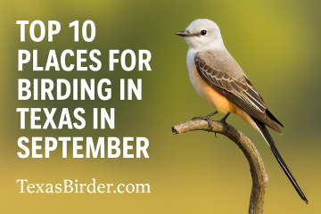 Top Ten Best Places to Bird in Texas During September