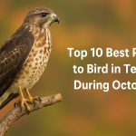 Best Places to Bird in Texas in October: TexasBirder.com