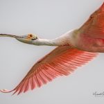 Roseate Spoonbill in flight; Smith Oaks in High Island; Spring migration