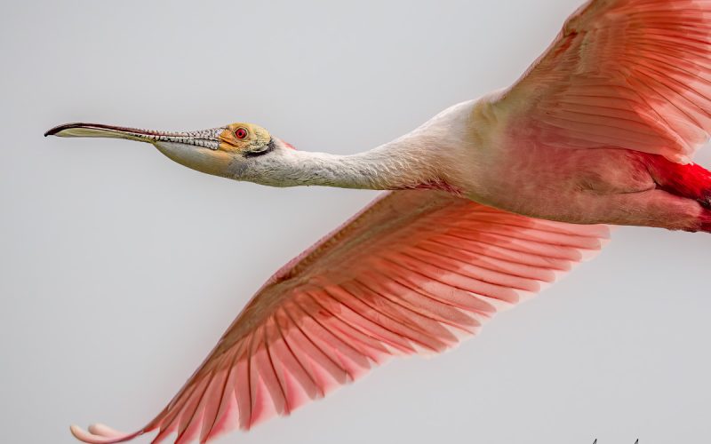 Top Ten The Best Places in Texas to Go Birding: High Island – A Birder’s Paradise